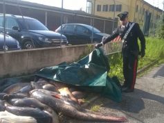 IN AUTO OLTRE UN QUINTALE DI PESCE ABUSIVO PRESO NEL PO: TRE DENUNCIATI