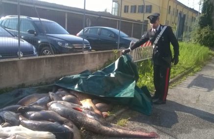 IN AUTO OLTRE UN QUINTALE DI PESCE ABUSIVO PRESO NEL PO: TRE DENUNCIATI
