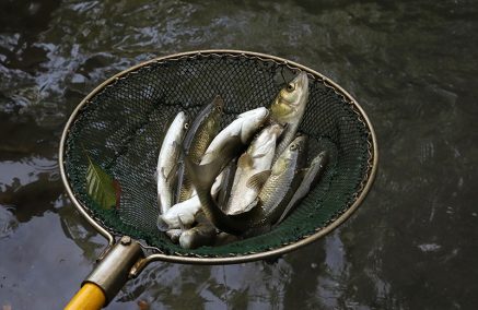 RECUPERI DI PESCE IN DIFFICOLTA’: LO SFORZO IMMANE DELLE GUARDIE