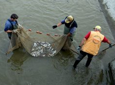 ALTRI RECUPERI DI PESCE IN DIFFICOLTA’