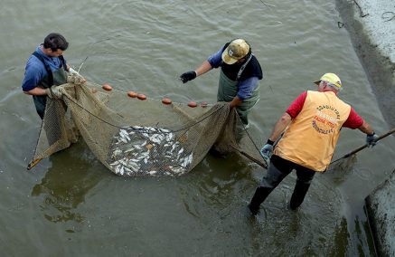 ALTRI RECUPERI DI PESCE IN DIFFICOLTA’