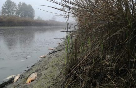 LO SCEMPIO DEL CAVO LAMA