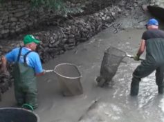 RUBIERA, LAVORI NEL TRESINARO: SALVATI DUE QUINTALI DI PESCE