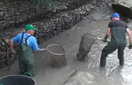 RUBIERA, LAVORI NEL TRESINARO: SALVATI DUE QUINTALI DI PESCE