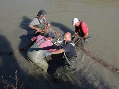 FIPSAS REGGIO: I LAVORI DI RECUPERO PESCE DEI NOSTRI VOLONTARI