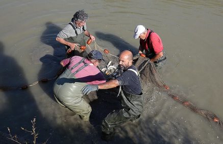 FIPSAS REGGIO: I LAVORI DI RECUPERO PESCE DEI NOSTRI VOLONTARI