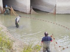 CONTINUANO I RECUPERI DI PESCE IN DIFFICOLTA’