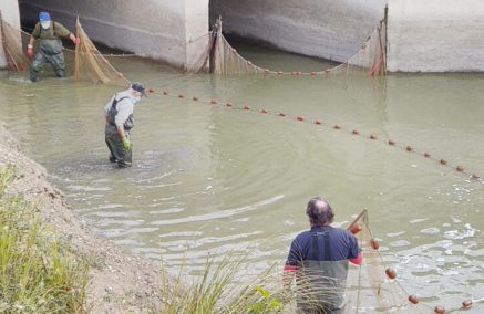 CONTINUANO I RECUPERI DI PESCE IN DIFFICOLTA’