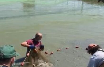 RILASCIATI 10 Q.LI DI PESCE IN FIUMA MANDRIA VECCHIA