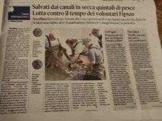 L’INSTANCABILE LAVORO DEI NOSTRI VOLONTARI PER IL RECUPERO DEI PESCI IN DIFFICOLTA’