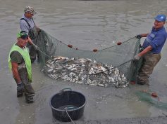 20 TONNELLATE DI PESCE SALVATO!