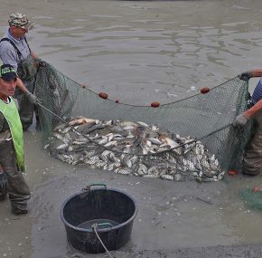 20 TONNELLATE DI PESCE SALVATO!