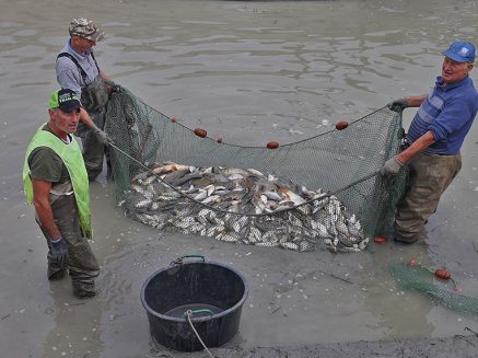 20 TONNELLATE DI PESCE SALVATO!