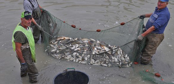 20 TONNELLATE DI PESCE SALVATO!