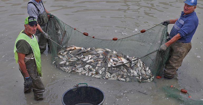 20 TONNELLATE DI PESCE SALVATO!